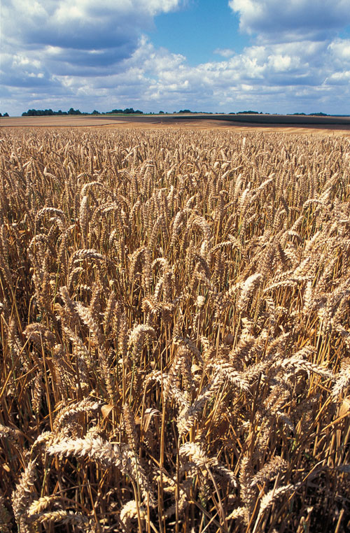 Tout savoir sur la culture du blé