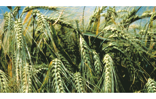 Tout savoir sur la culture du blé