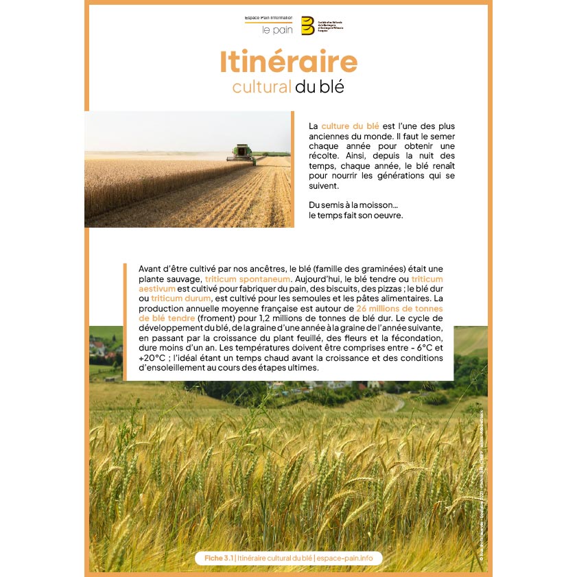 3_Fiche